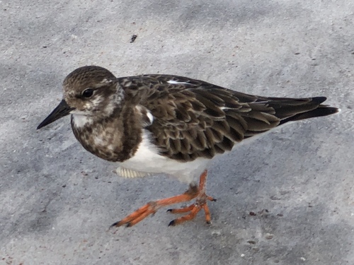 Ruddy Turnstone
