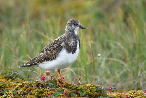 Ruddy Turnstone