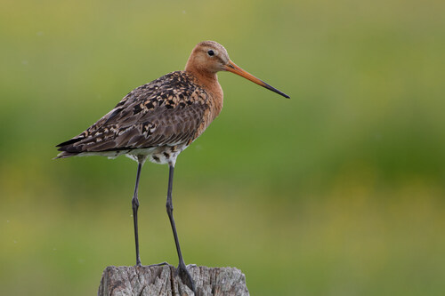 Black-tailed Godwit