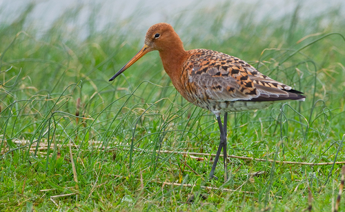 Black-tailed Godwit