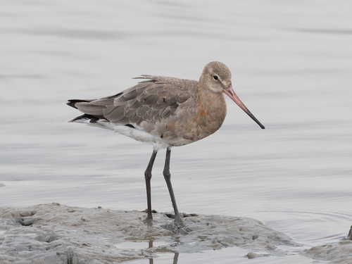 Black-tailed Godwit