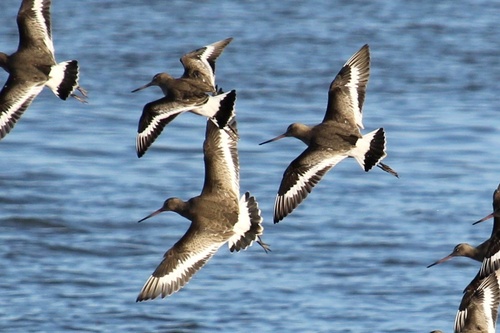 Black-tailed Godwit