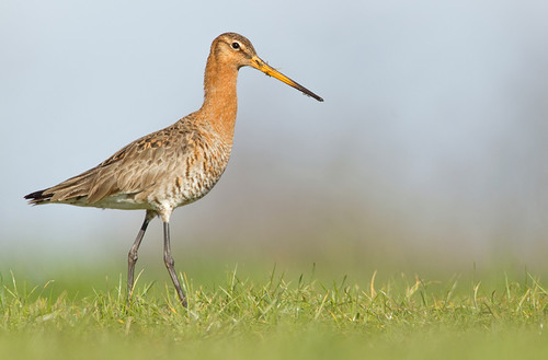 Black-tailed Godwit