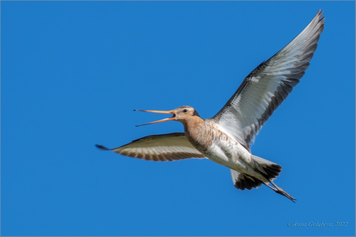 Black-tailed Godwit