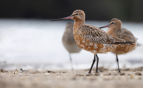 Bar-tailed Godwit