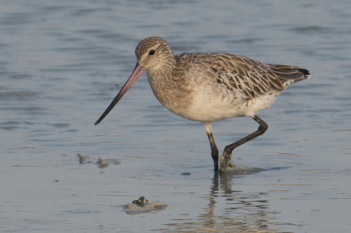 Bar-tailed Godwit