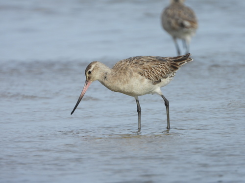 Bar-tailed Godwit