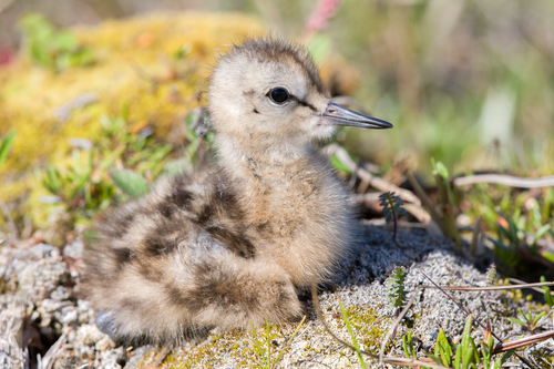 Bar-tailed Godwit
