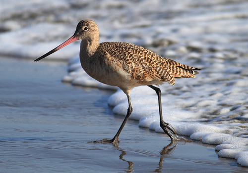 Marbled Godwit