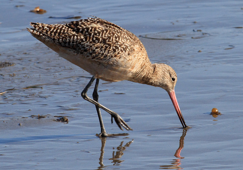 Marbled Godwit