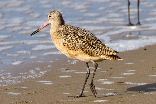 Marbled Godwit