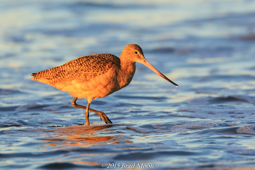 Marbled Godwit