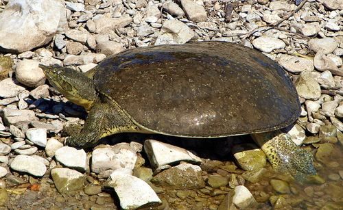 Spiny Softshell