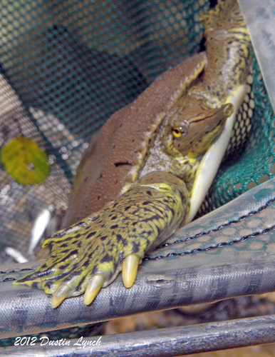 Spiny Softshell