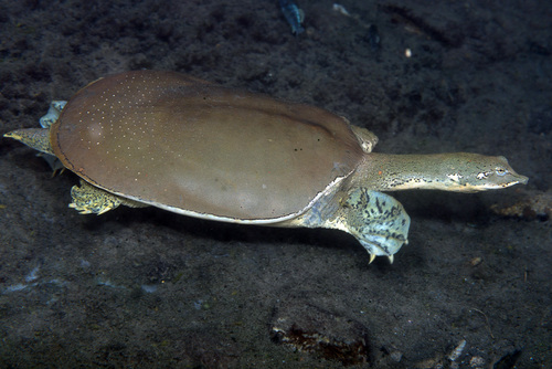Spiny Softshell