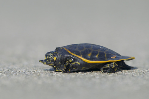 Florida Softshell Turtle