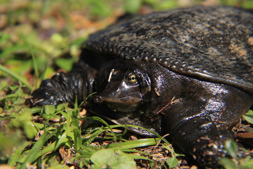 Florida Softshell Turtle