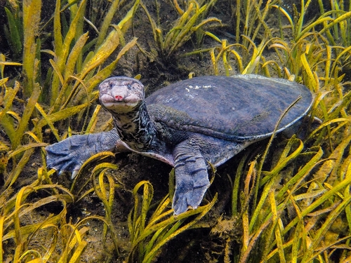 Florida Softshell Turtle
