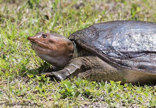 Florida Softshell Turtle