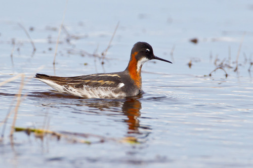 Red-necked Phalarope