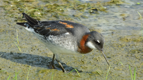 Red-necked Phalarope