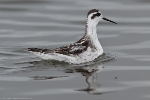 Red-necked Phalarope