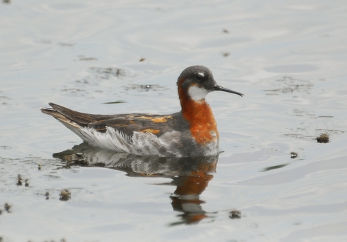 Red-necked Phalarope