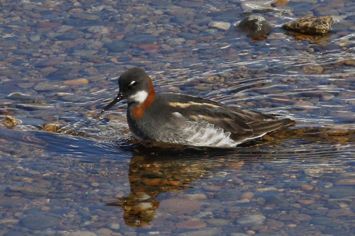 Red-necked Phalarope