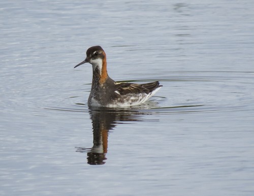 Red-necked Phalarope