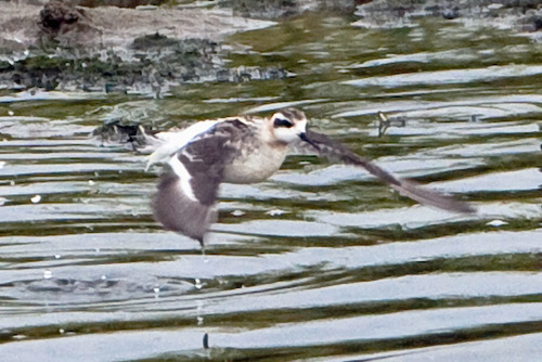 Red-necked Phalarope