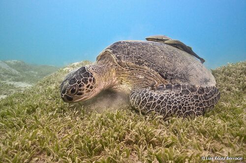 Green Sea Turtle