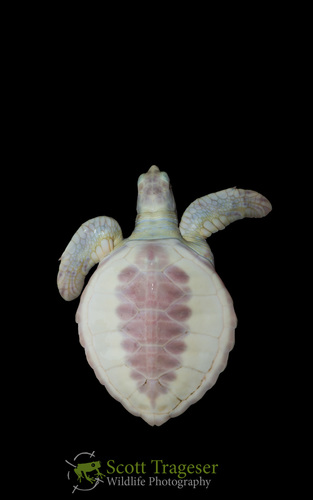 Green Sea Turtle