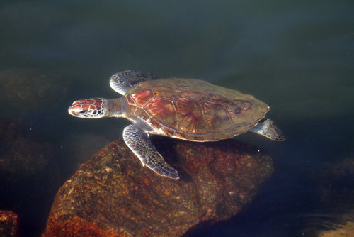Green Sea Turtle