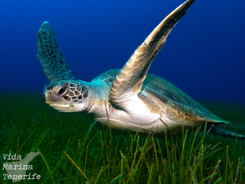 Green Sea Turtle