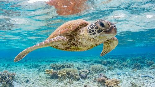 Green Sea Turtle