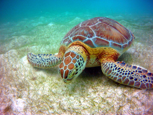 Green Sea Turtle