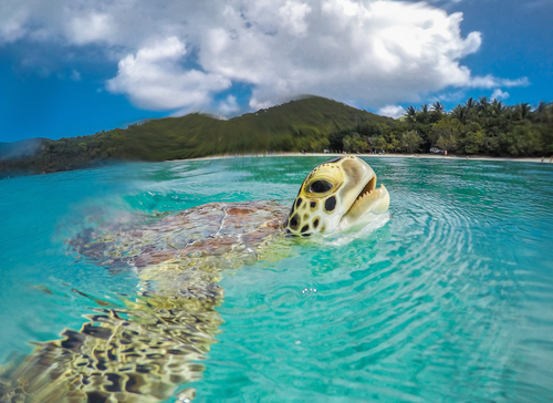 Green Sea Turtle