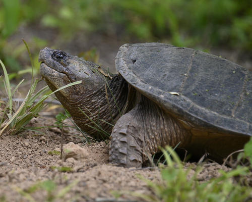 Common Snapping Turtle