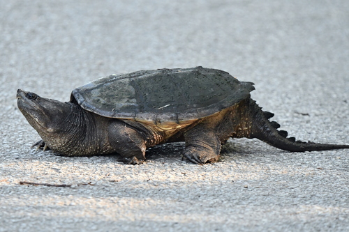 Common Snapping Turtle