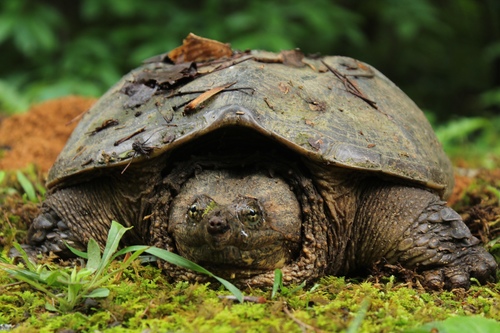 Common Snapping Turtle