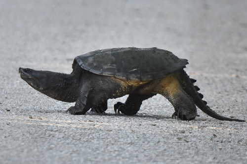 Common Snapping Turtle