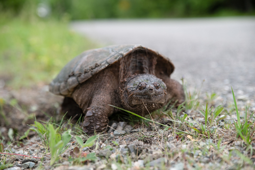 Common Snapping Turtle