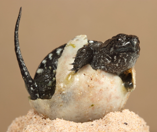 Common Snapping Turtle