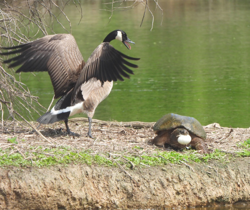 Common Snapping Turtle