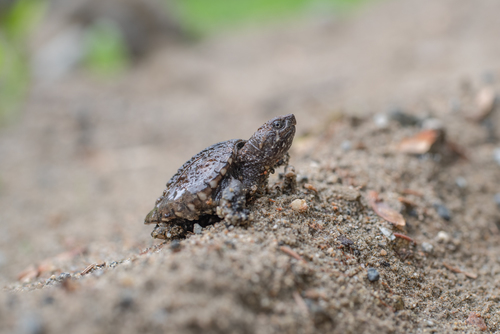 Common Snapping Turtle