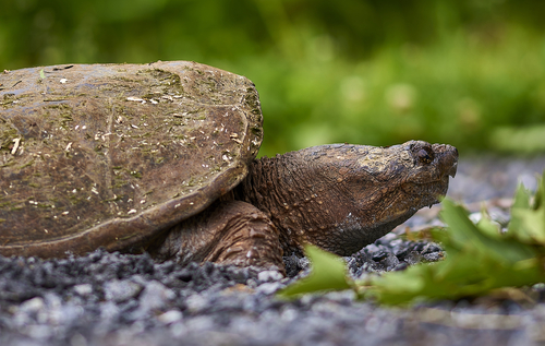 Common Snapping Turtle