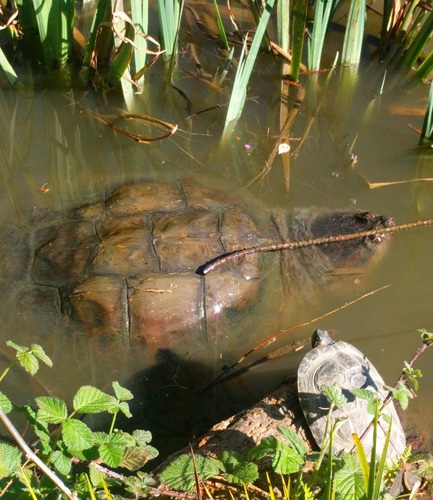 Common Snapping Turtle