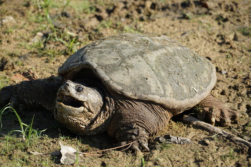 Common Snapping Turtle