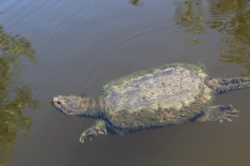 Common Snapping Turtle