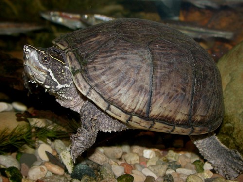 Eastern Musk Turtle